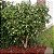 Jasmim do Imperador - ( Perfumada ) Osmanthus Fragrans - Imagem 1