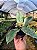 Jasmim do Imperador - Osmanthus Fragrans - Imagem 3