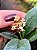 Jasmim do Imperador - Osmanthus Fragrans - Imagem 2