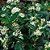 Jasmim do Imperador - ( Perfumada ) Osmanthus Fragrans - Imagem 2
