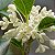 Jasmim do Imperador - ( Perfumada ) Osmanthus Fragrans - Imagem 6
