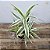 Dracena Braunii - Bambu da Sorte Variegata - Imagem 7