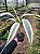 Dracena Braunii - Bambu da Sorte Variegata - Imagem 4