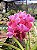Orquídea Vanda Kulwadee Fragance Red - Imagem 2