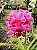 Orquídea Vanda Kulwadee Fragance Red - Imagem 3