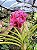 Orquídea Vanda Kulwadee Fragance Red - Imagem 1