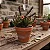 Kit Suculentas – Huernia Keniensis, Stapelianthus Decaryi e Aloe juvenna - Imagem 1
