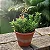 Kit Suculentas – Huernia Keniensis, Stapelianthus Decaryi e Aloe juvenna - Imagem 3