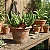 Kit Suculentas – Huernia Keniensis, Stapelianthus Decaryi e Aloe juvenna - Imagem 2