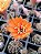 Kit Cactos – Echinopsis eyriesii, Lobivia arachnacantha e Mamillaria elongata - Imagem 3