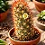 Kit Cactos – Echinopsis eyriesii, Lobivia arachnacantha e Mamillaria elongata - Imagem 2