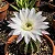 Kit Cactos – Echinopsis eyriesii, Lobivia arachnacantha e Mamillaria elongata - Imagem 1