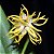 Kit Bulbophyllum – Careyanum, Fuscum e Odoratissimum - Imagem 3