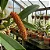 Kit Bulbophyllum – Careyanum, Fuscum e Odoratissimum - Imagem 1