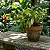 Kit Mini Orquídeas – Bulbophyllum Fuscum, Odoratissimum e Miniatum - Imagem 2