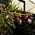 Kit Mini Orquídeas – Bulbophyllum Fuscum, Odoratissimum e Miniatum - Imagem 1