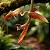 Kit Orquídeas Exóticas - Chocolate, Orquidea Coco e Gongora Gratulabunda - Imagem 2