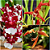 Kit Orquídeas Exóticas - Chocolate, Orquidea Coco e Gongora Gratulabunda - Imagem 1