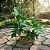 Kit com 5 Mudas de Guaimbê - Philodendron bipinnatifidum - Imagem 2