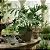 Kit com 5 Mudas de Guaimbê - Philodendron bipinnatifidum - Imagem 1