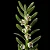 Mini Orquídea Dichaea Ancoraelabia - Imagem 1