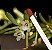 Mini Orquídea Dichaea Ancoraelabia - Imagem 3