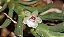 Mini Orquídea Dichaea Ancoraelabia - Imagem 4