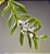 Mini Orquídea Dichaea Ancoraelabia - Imagem 2