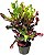 Muda de Croton Gingha decorativa - Imagem 1