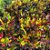 Muda de Croton Gingha decorativa - Imagem 4