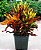 Muda de Croton Gingha decorativa - Imagem 2
