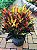 Muda de Croton Gingha decorativa - Imagem 3