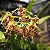 Orquídea Dendrobium Spectabile - Exótica - Imagem 1