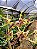 Orquídea Dendrobium Spectabile - Exótica - Imagem 6