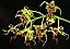 Orquídea Dendrobium Spectabile - Exótica - Imagem 2