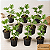 Kit 10 Mudas de Guaimbê - Philodendron bipinnatifidum - Imagem 1