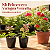 Kit Primavera - 10 Primaveras Vermelhas Variegata - Imagem 1