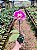 Orquídea Phalaenopsis Rosa 01 - Imagem 4