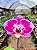 Orquídea Phalaenopsis Rosa 01 - Imagem 1