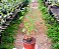 Euphorbia Hip Hop - Kit com 5 Plantas - Imagem 2