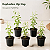 Euphorbia Hip Hop - Kit com 5 Plantas - Imagem 1