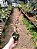 Planta Periquito - Alternanthera Rosea - KIT com 5 PLANTAS - Imagem 2