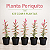 Planta Periquito - Alternanthera Rosea - KIT com 5 PLANTAS - Imagem 1