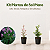 Kit Plantas de Sol Pleno - Erica Branca, Alho Social e Periquito - Imagem 1