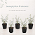 Leucophyllum Frutescens - KIT 5 Mudas de Folha de Prata - Imagem 1