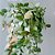 Flor de Cera Hoya Krohniana 'Eskimo' Super Silver - Imagem 10