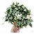 Flor de Cera Hoya Krohniana 'Eskimo' Super Silver - Imagem 7