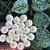 Flor de Cera Hoya Krohniana 'Eskimo' Super Silver - Imagem 1