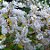 Muda de Mirra - Commiphora myrrha - Imagem 1