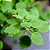 Muda de Mirra - Commiphora myrrha - Imagem 2